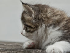 Wildfee's Norwegische Waldkatzen Wildfee's Oh Johnny - 7 Wochen alt