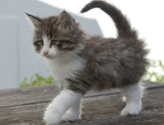 Wildfee's Norwegische Waldkatzen Wildfee's Oh Johnny - 7 Wochen alt