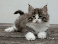 Wildfee's Norwegische Waldkatzen Wildfee's Oh Johnny - 7 Wochen alt