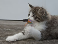 Wildfee's Norwegische Waldkatzen Wildfee's Oh Johnny - 7 Wochen alt