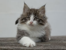 Wildfee's Norwegische Waldkatzen Wildfee's Oh Johnny - 7 Wochen alt