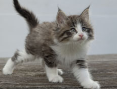 Wildfee's Norwegische Waldkatzen Wildfee's Oh Johnny - 7 Wochen alt