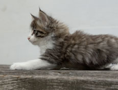 Wildfee's Norwegische Waldkatzen Wildfee's Oh Johnny - 7 Wochen alt