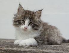 Wildfee's Norwegische Waldkatzen Wildfee's Oh Johnny - 7 Wochen alt