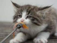 Wildfee's Norwegische Waldkatzen Wildfee's Oh Johnny - 7 Wochen alt