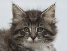 Wildfee's Norwegische Waldkatzen Wildfee's Ole Dynamit - 7 Wochen alt