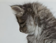 Wildfee's Norwegische Waldkatzen Wildfee's Ole Dynamit - 7 Wochen alt