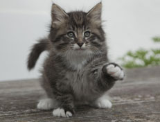 Wildfee's Norwegische Waldkatzen Wildfee's Ole Dynamit - 7 Wochen alt