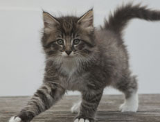 Wildfee's Norwegische Waldkatzen Wildfee's Ole Dynamit - 7 Wochen alt