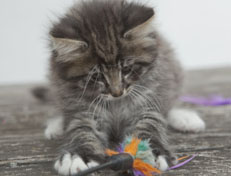 Wildfee's Norwegische Waldkatzen Wildfee's Ole Dynamit - 7 Wochen alt