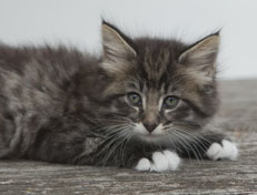 Wildfee's Norwegische Waldkatzen Wildfee's Ole Dynamit - 7 Wochen alt