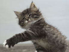 Wildfee's Norwegische Waldkatzen Wildfee's Ole Dynamit - 7 Wochen alt