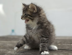 Wildfee's Norwegische Waldkatzen Wildfee's Ole Dynamit - 7 Wochen alt