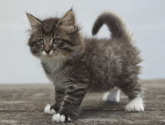 Wildfee's Norwegische Waldkatzen Wildfee's Ole Dynamit - 7 Wochen alt