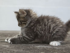 Wildfee's Norwegische Waldkatzen Wildfee's Ole Dynamit - 7 Wochen alt