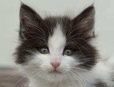 Wildfee's Norwegische Waldkatzen Wildfee's Osiris Pan - 7 Wochen alt