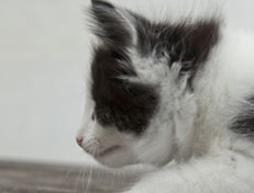 Wildfee's Norwegische Waldkatzen Wildfee's Osiris Pan - 7 Wochen alt