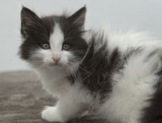 Wildfee's Norwegische Waldkatzen Wildfee's Osiris Pan - 7 Wochen alt