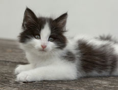 Wildfee's Norwegische Waldkatzen Wildfee's Osiris Pan - 7 Wochen alt