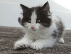 Wildfee's Norwegische Waldkatzen Wildfee's Osiris Pan - 7 Wochen alt