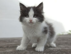 Wildfee's Norwegische Waldkatzen Wildfee's Osiris Pan - 7 Wochen alt