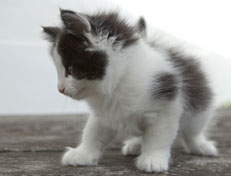 Wildfee's Norwegische Waldkatzen Wildfee's Osiris Pan - 7 Wochen alt