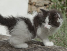 Wildfee's Norwegische Waldkatzen Wildfee's Osiris Pan - 7 Wochen alt