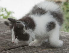 Wildfee's Norwegische Waldkatzen Wildfee's Osiris Pan - 7 Wochen alt