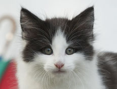 Wildfee's Norwegische Waldkatzen Wildfee's Odin Pan - 8 Wochen alt