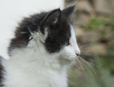 Wildfee's Norwegische Waldkatzen Wildfee's Odin Pan - 8 Wochen alt