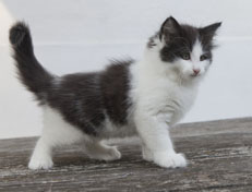 Wildfee's Norwegische Waldkatzen Wildfee's Odin Pan - 8 Wochen alt