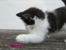 Wildfee's Norwegische Waldkatzen Wildfee's Odin Pan - 8 Wochen alt