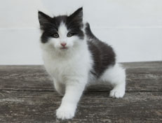 Wildfee's Norwegische Waldkatzen Wildfee's Odin Pan - 8 Wochen alt