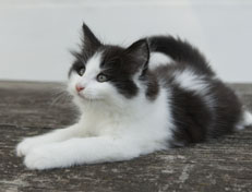 Wildfee's Norwegische Waldkatzen Wildfee's Odin Pan - 8 Wochen alt