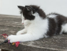 Wildfee's Norwegische Waldkatzen Wildfee's Odin Pan - 8 Wochen alt