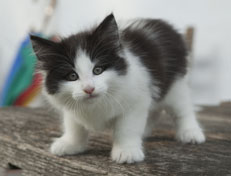 Wildfee's Norwegische Waldkatzen Wildfee's Odin Pan - 8 Wochen alt