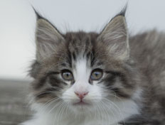 Wildfee's Norwegische Waldkatzen Wildfee's Oh Johnny - 8 Wochen alt