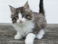 Wildfee's Norwegische Waldkatzen Wildfee's Oh Johnny - 8 Wochen alt