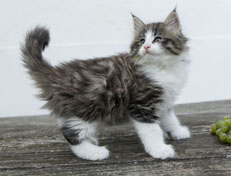 Wildfee's Norwegische Waldkatzen Wildfee's Oh Johnny - 8 Wochen alt