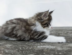 Wildfee's Norwegische Waldkatzen Wildfee's Oh Johnny - 8 Wochen alt