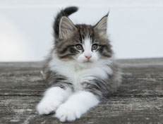 Wildfee's Norwegische Waldkatzen Wildfee's Oh Johnny - 8 Wochen alt