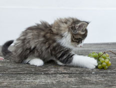 Wildfee's Norwegische Waldkatzen Wildfee's Oh Johnny - 8 Wochen alt