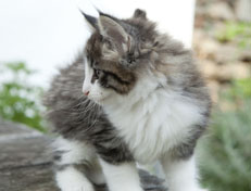 Wildfee's Norwegische Waldkatzen Wildfee's Oh Johnny - 8 Wochen alt