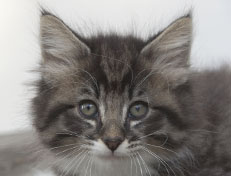 Wildfee's Norwegische Waldkatzen Wildfee's Ole Dynamit - 8 Wochen alt