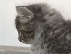 Wildfee's Norwegische Waldkatzen Wildfee's Ole Dynamit - 8 Wochen alt