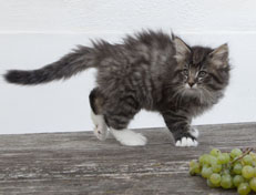 Wildfee's Norwegische Waldkatzen Wildfee's Ole Dynamit - 8 Wochen alt