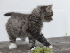 Wildfee's Norwegische Waldkatzen Wildfee's Ole Dynamit - 8 Wochen alt