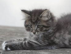 Wildfee's Norwegische Waldkatzen Wildfee's Ole Dynamit - 8 Wochen alt