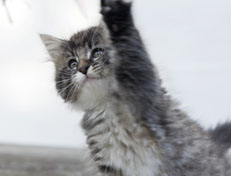 Wildfee's Norwegische Waldkatzen Wildfee's Ole Dynamit - 8 Wochen alt