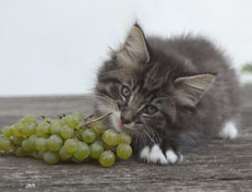 Wildfee's Norwegische Waldkatzen Wildfee's Ole Dynamit - 8 Wochen alt